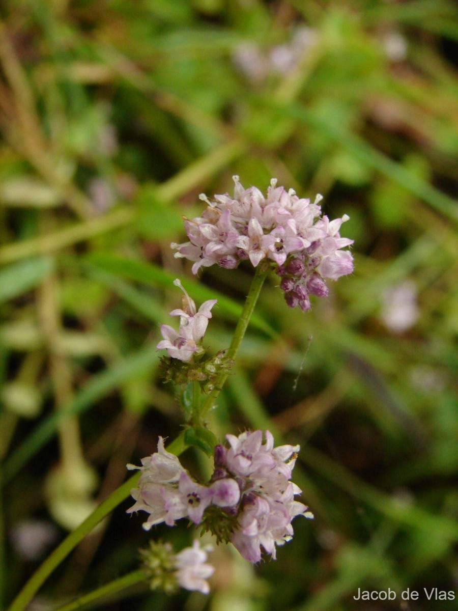 Neanotis nummularia (Arn.) W.H.Lewis